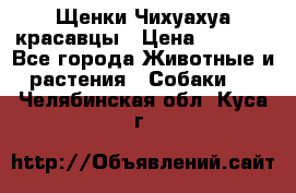 Щенки Чихуахуа красавцы › Цена ­ 9 000 - Все города Животные и растения » Собаки   . Челябинская обл.,Куса г.